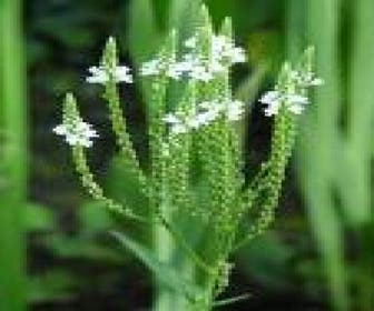 Eisenkraut (Verbena hastata 'Alba')