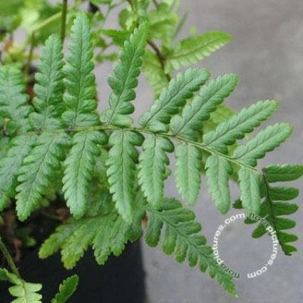 Schildfarn (Dryopteris affinis)