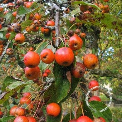 Zierapfel (Malus 'Professor Sprenger')
