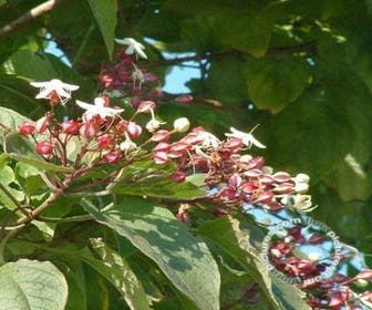 Erdnussbaum als Strauch (Clerodendrum trichotomum)