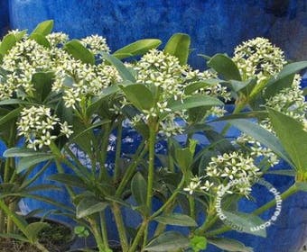 Skimmia (Skimmia japonica 'Keessen')