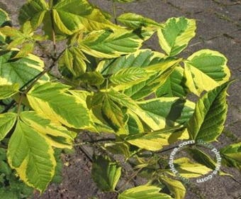Federesche Ahorn (Acer negundo 'Aureomarginatum')