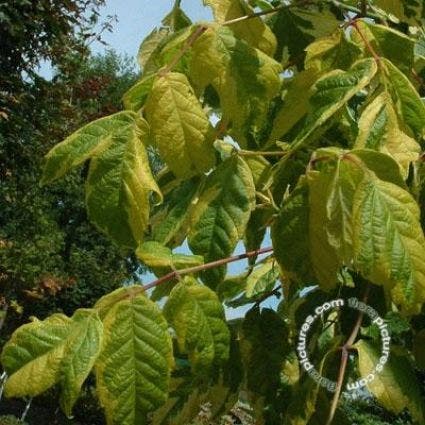 Federesche Ahorn (Acer negundo 'Aureomarginatum')