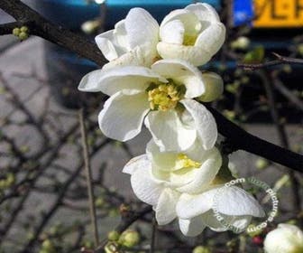 Japanische Quitte (Chaenomeles superba 'Jet Trail')