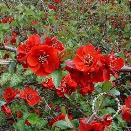 Japanische Quitte (Chaenomeles speciosa 'Simonii')