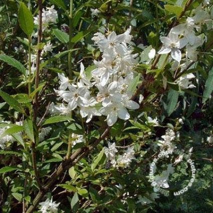 Brautblume (Deutzia gracilis)