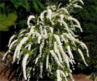 Spierstrauch (Spiraea arguta)