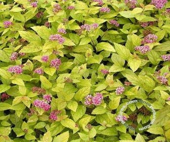 Spierstrauch (Spiraea japonica 'Golden Princess')