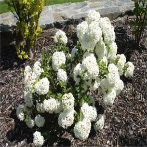 Schneeball (Viburnum 'Eskimo')