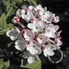 Schneeball (Viburnum carlesii 'Aurora')