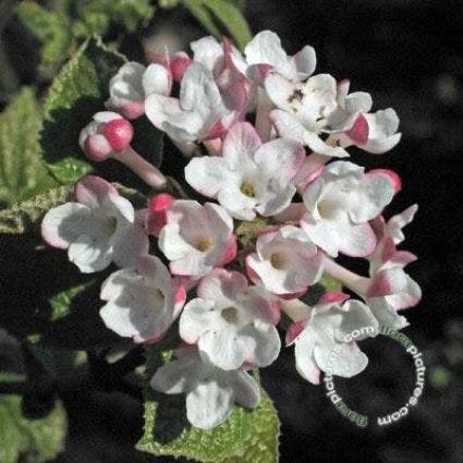 Schneeball (Viburnum carlesii 'Aurora')