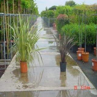 Nieuw Zeelands vlas (Phormium tenax)