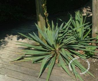 Palmlilie (Yucca flaccida)