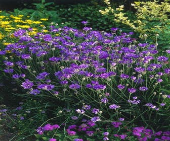 Blaue Strobloem (Catananche caerulea)
