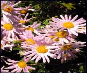 Chrysantheme (Chrysanthemum 'Clara Curtis')