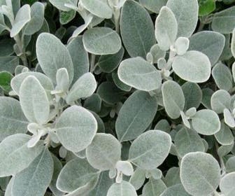 Brachyglottis (Brachyglottis 'Sunshine')