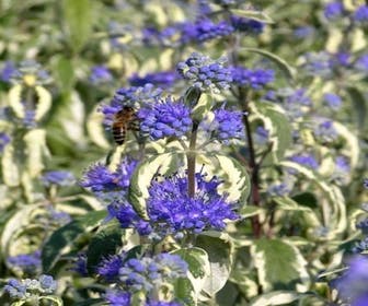 Caryopteris (Caryopteris 'White Surprise')
