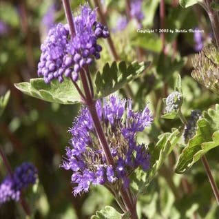 Caryopteris (Caryopteris incana)