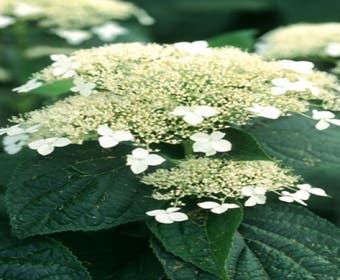 Hortensie (Hydrangea arborescens 'White Dome')