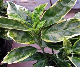 Brodbaum (Aucuba japonica 'Sulphurea Marginata')