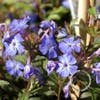 Bleiwurz (Ceratostigma willmottianum)