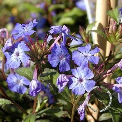 Bleiwurz (Ceratostigma willmottianum)