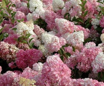 Rispenhortensie (Hydrangea paniculata 'Vanille Fraise')