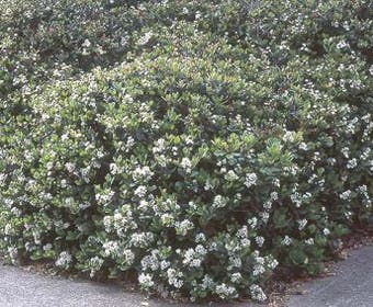 Indischer Weißdorn (Rhaphiolepis umbellata)
