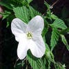 Scheinkerrie (Rhodotypos scandens)