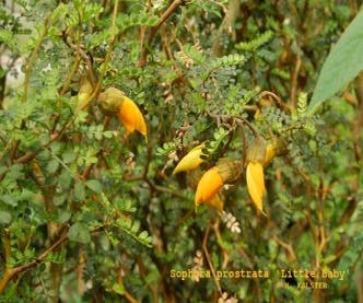 Honingboom (Sophora prostrata 'Little Baby')