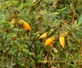 Honingboom (Sophora prostrata 'Little Baby')