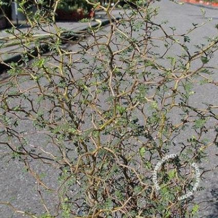 Honingboom (Sophora prostrata 'Little Baby')