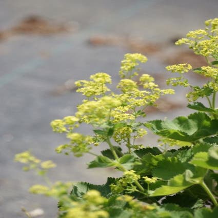 Frauenmantel (Alchemilla vulgaris)