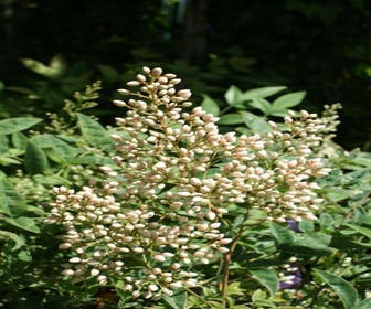 Himmlischer Bambus (Nandina domestica)
