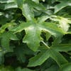 Amberbaum (Liquidambar 'Gum Ball')