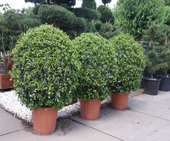 Toskanische Jasmin, Kugelform (Trachelospermum jasminoides )