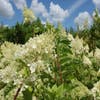 Federhortensie (Hydrangea paniculata 'Phantom')