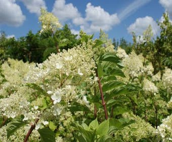 Federhortensie (Hydrangea paniculata 'Phantom')