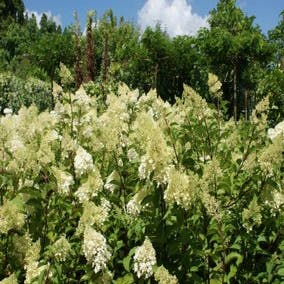 Hydrangea paniculata 'Phantom' (Pluimhortensia) bloemen