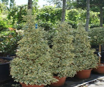 Kardinalhut als Pyramide (Euonymus japonicus 'Bravo')