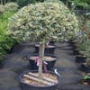 Stechpalme auf Stamm (Ilex  'Argentea Marginata')