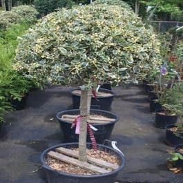 thuja smaragd dünger Thuja Smaragd Dünger Neudorff Azet Baum- & Heckendünger 5 Kg – Biologisch,  Langzeitwirkung Für Bäume & Koniferen Rasendünger 10 Kg main image 1