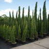 Italienische Zypresse (Cupressus sempervirens 'Totem')