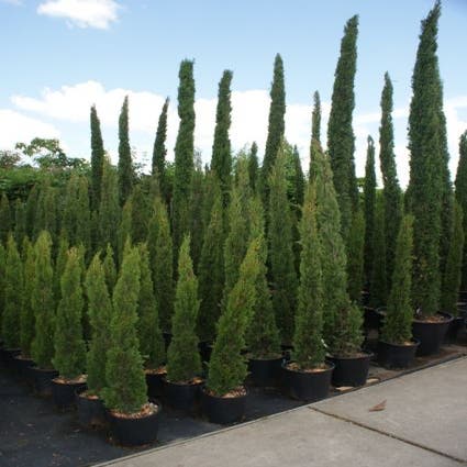 Italiaanse Cipres (Cupressus sempervirens 'Totem')