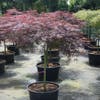 Japanischer Fächerahorn auf Stamm (Acer palmatum 'Tamuke Yama')