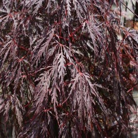 Japanischer Fächerahorn auf Stamm (Acer palmatum 'Tamuke Yama')
