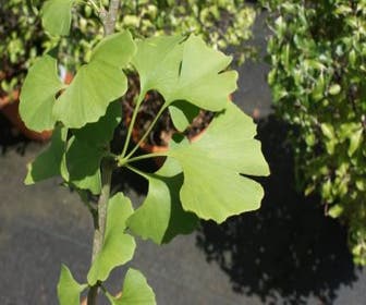 Japanischer Fächerbaum (Ginkgo biloba)