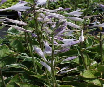 Funkia/Herzlilie (Hosta 'Patriot') BIO