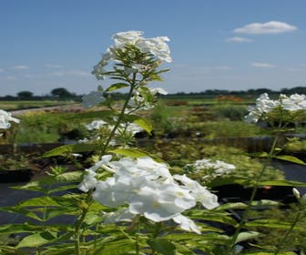 Flammenblume (Phlox paniculata 'David')