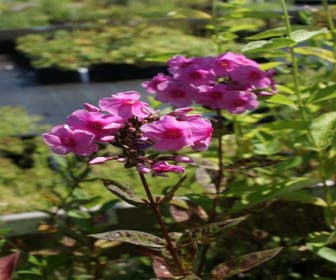 Flammenblume (Phlox paniculata 'Eva Cullum')